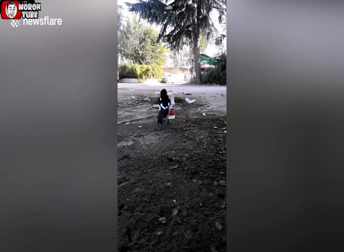 Video :A magpie drinks from a bottle using stones